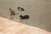В центре Котора обитает много котов